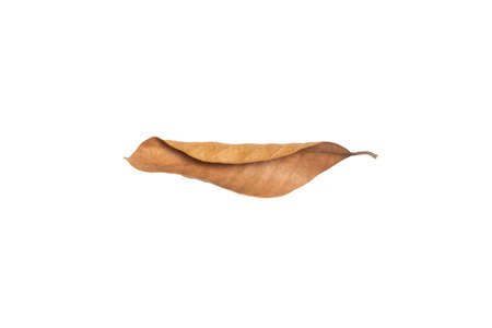 Dry leaf in isolated, Brown colorの写真素材