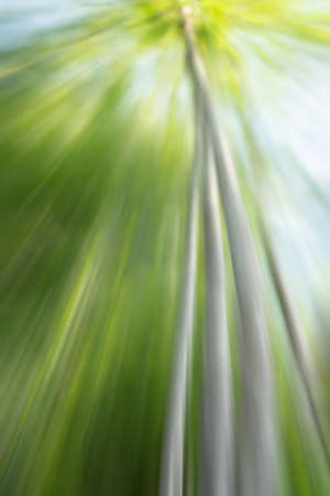 abstract green color of natureの写真素材