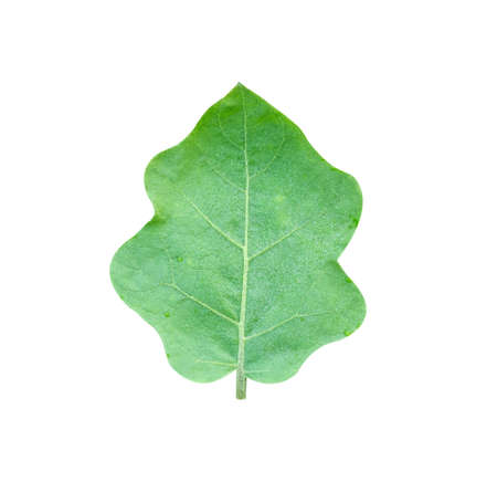 Eggplant leaves in isolatedの写真素材