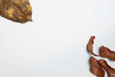 Autumn composition. Frame made of autumn leaves, Flat lay leaf on white background, top view, copy...