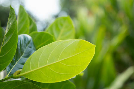 Leaves jackfruit in brance,Green leafの写真素材