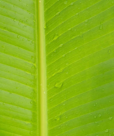 Dew drop on banana leavesの写真素材