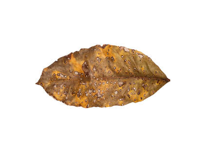 Dry leaf in isolated Brown colorの写真素材