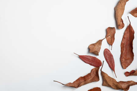 Autumn composition. Frame made of autumn leaves, Flat lay leaf on white background, top view, copy spaceの写真素材