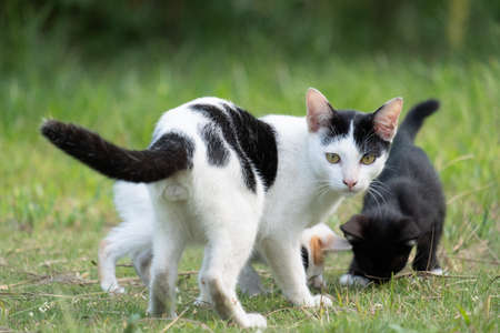 The cat is looking at something, copy spaceの写真素材