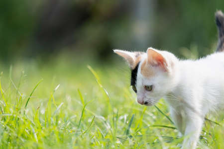 The kitten is looking at something,white cat and copy spaceの写真素材
