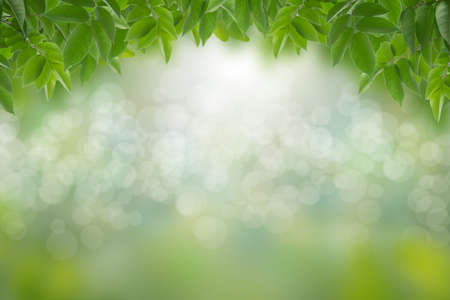 Green leaves in blurred and bokeh light background,Leaf and copy spaceの写真素材