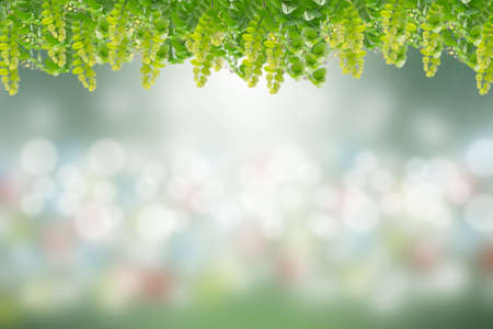 Green leaves in blurred and bokeh light background,Leaf and copy spaceの写真素材