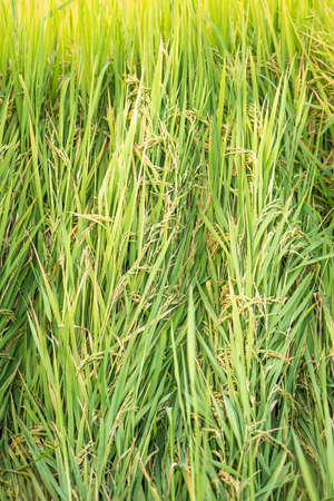 Rice in field conversion test at North Thailand,rice  growth nature,Grain green color