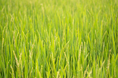 green rice field in natureの写真素材