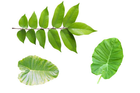 Green leaves in isolated whiteの写真素材