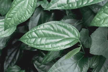 tropical leaves in nature,Dark moody green ,foliage natural backgroundの写真素材