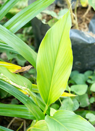 Green leaves growth in natureの写真素材