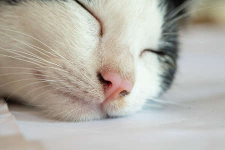 Selective Close up cat noseの写真素材