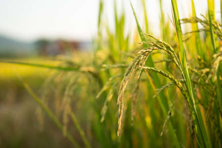 Rice in field conversion test at North Thailand,rice yellow color and copy spaceの写真素材