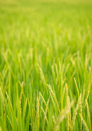 Rice in field conversion test at North Thailand,rice yellow color,Close up grain,abstract natureの写真素材