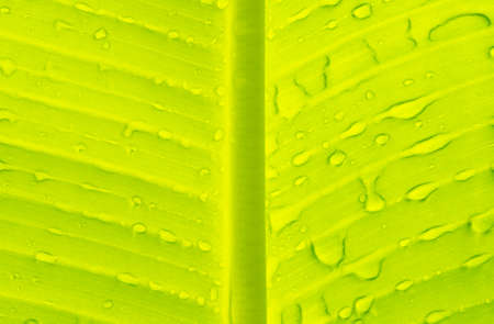 Dew drop on banana leavesの写真素材