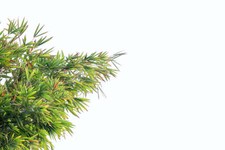 Bamboo leaves in isolated white background