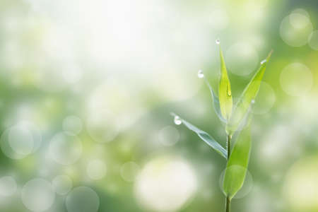 Bamboo green color in nature ,dew on leafの写真素材