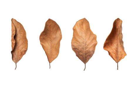 Dry leaf in isolated Brown color leaves set in autumnの写真素材