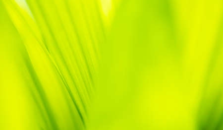 Close up leaves green color and blurred greenery background in nature.Green leaf fresh conceptの写真素材