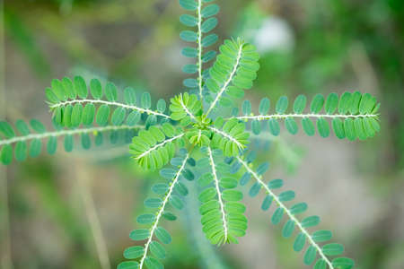 Close up green leaves in nature