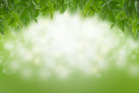 Green leaves in blurred and bokeh light background, Leaf and copy spaceの写真素材