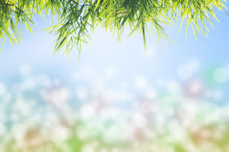 Bamboo leaves in blurred and bokeh light background, Leaf concept and copy spaceの写真素材