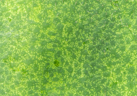 Close up texture green vegetable