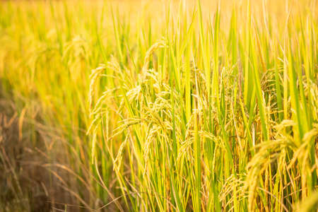Rice in field conversion test at North Thailand, rice yellow colorの写真素材