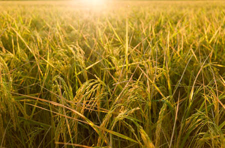 Close up ear of rice in field,golden colorの写真素材