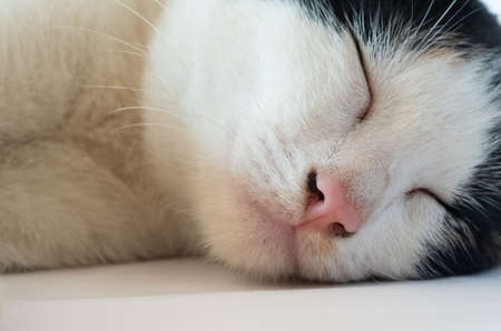 Selective Close up cat noseの写真素材