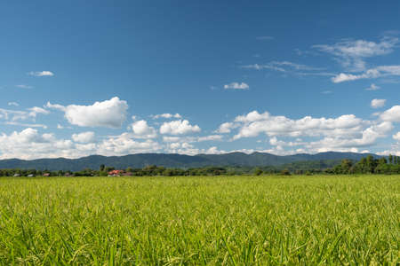 Countryside and rice fields on the indigo blue day.White clouds floating over the mountainsの写真素材