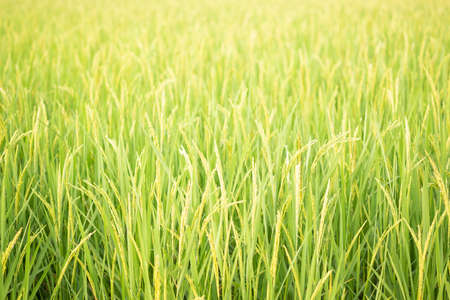 green rice field in natureの写真素材