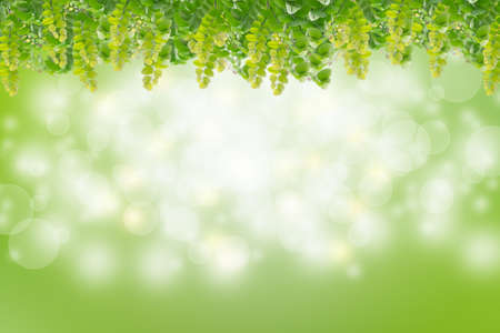 Green leaves in blurred and bokeh light background, Leaf and copy spaceの写真素材
