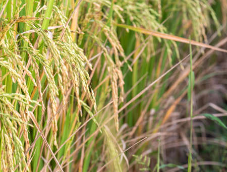 Close up yellow rice at fieldの写真素材