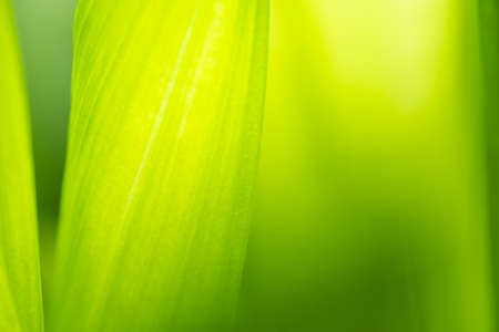 Close up leaves green color and blurred greenery background in nature. Green leaf fresh conceptの写真素材