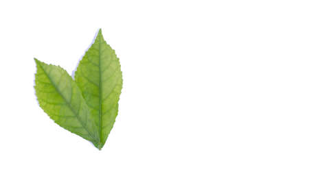 green leaf on isolated and white backgroundの写真素材