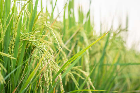 Rice in field conversion test at North Thailand, rice  growth nature, Grain green colorの写真素材