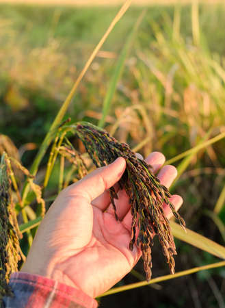Hand touch the rice at farmの写真素材