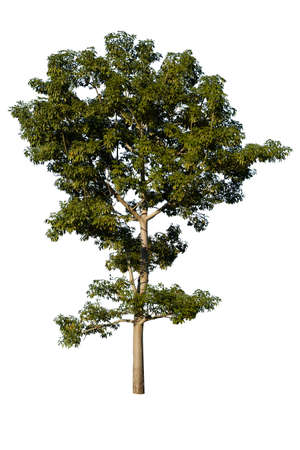 Tree in white backgroundの写真素材