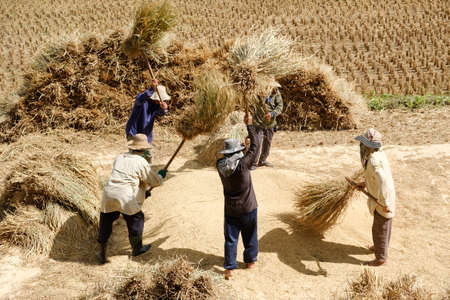 Farmer threshing grain in farmの写真素材