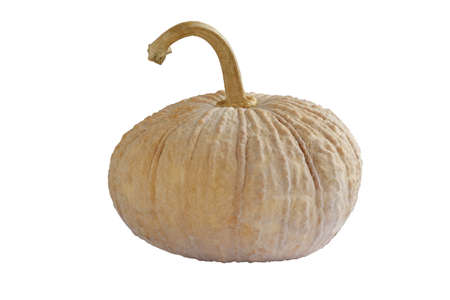 Pumpkin in isolated white backgroundの写真素材