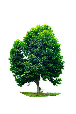Tree in isolated white backgroundの写真素材