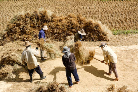Farmer threshing grain in farmの写真素材