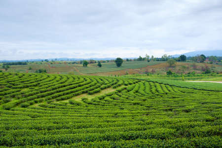 Field of green tea in  framの写真素材