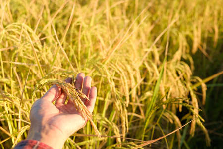 Hand touch the ears at farm, rice dry  in field,copy spaceの写真素材