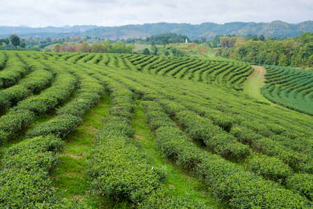 Field of green tea in  framの写真素材