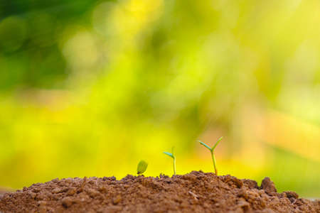 Agriculture plant seeding growth in soilの写真素材