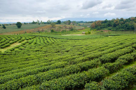 Field of green tea in  framの写真素材